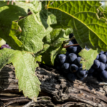 vigne raisin meunier