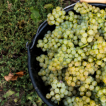 chardonnay vigne