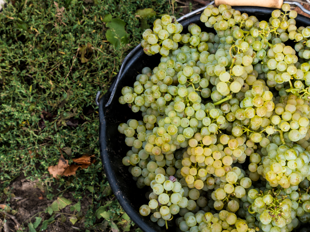 chardonnay vigne