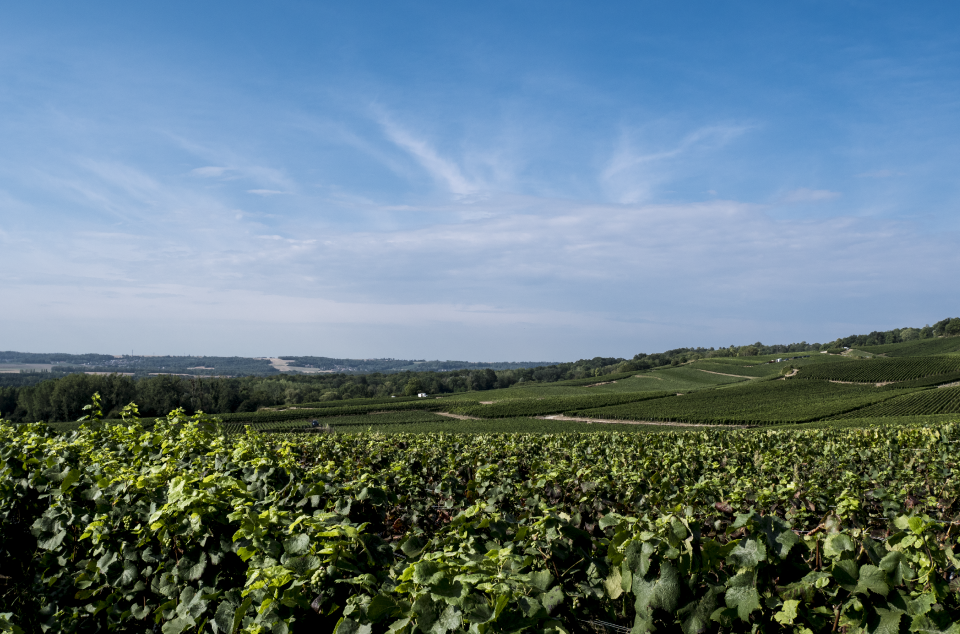 vignoble luc mérat