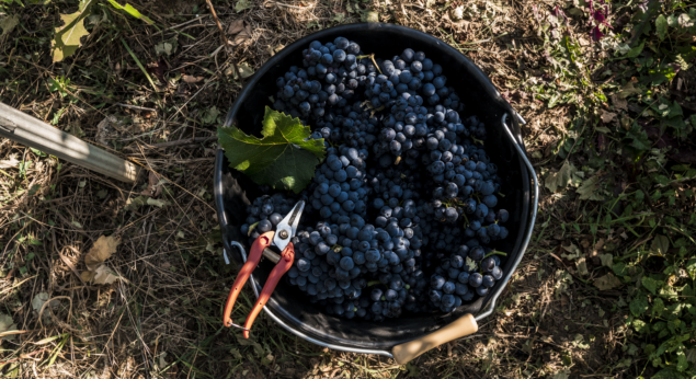 raisins Meunier boutique champagnes