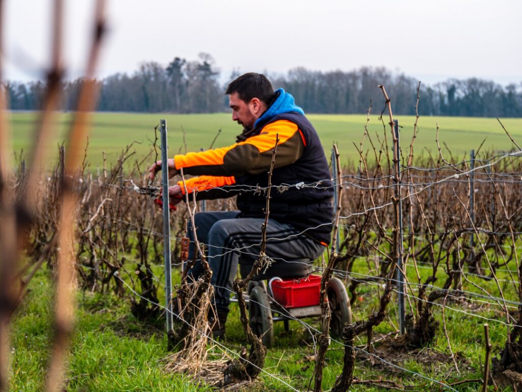 tailles vigne prestations