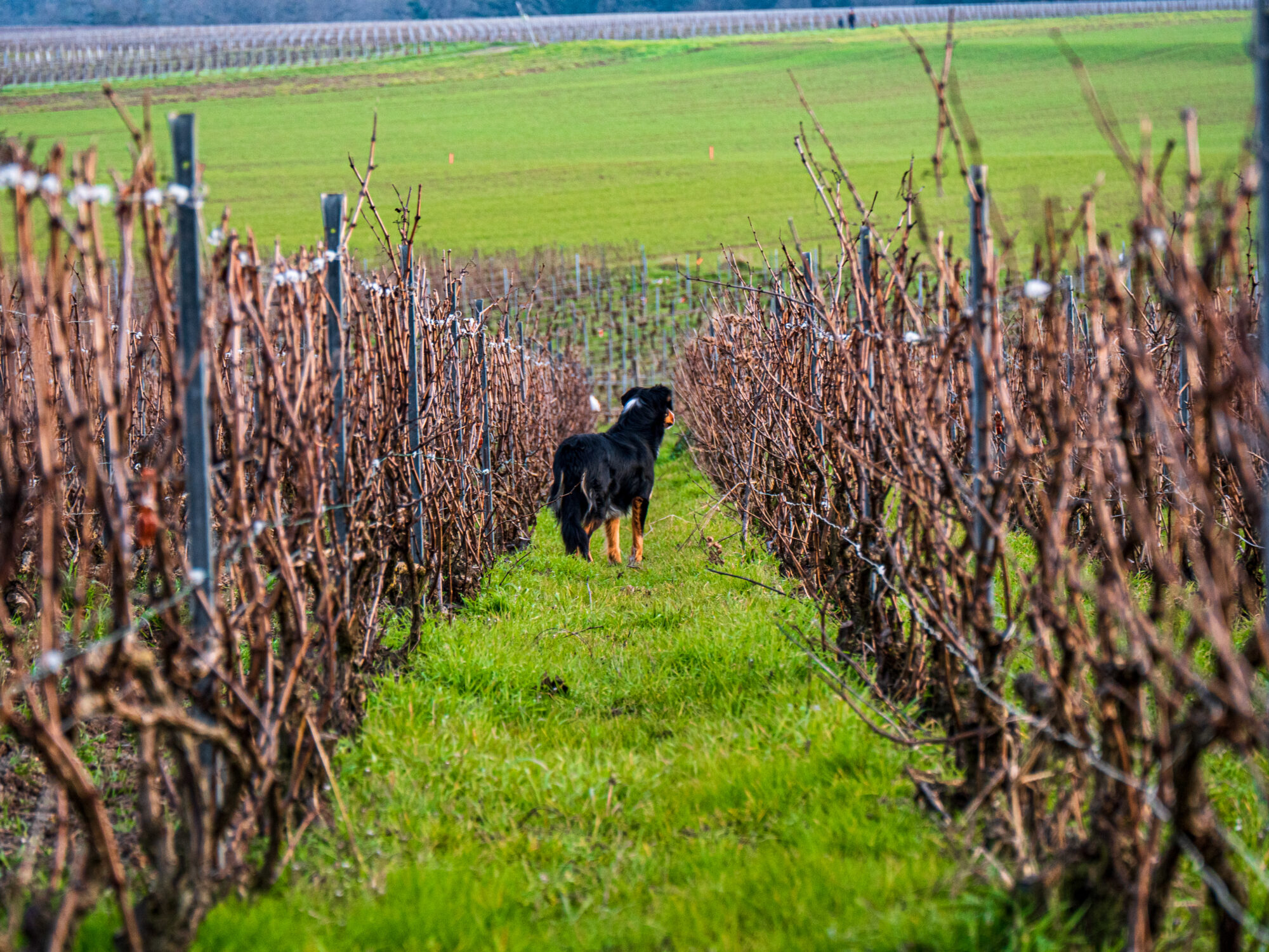 vignoble chien luc mérat