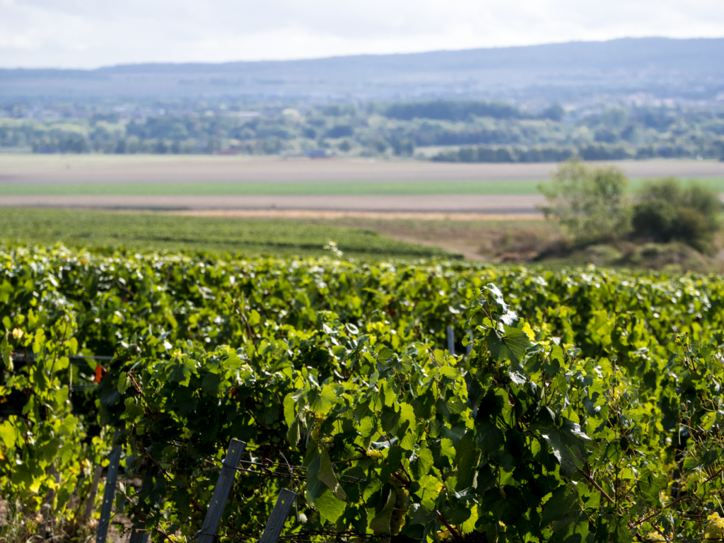 visite vignoble Luc Mérat